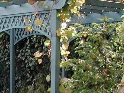 The Ideal Season to Plant Grapevines on Your Pergola