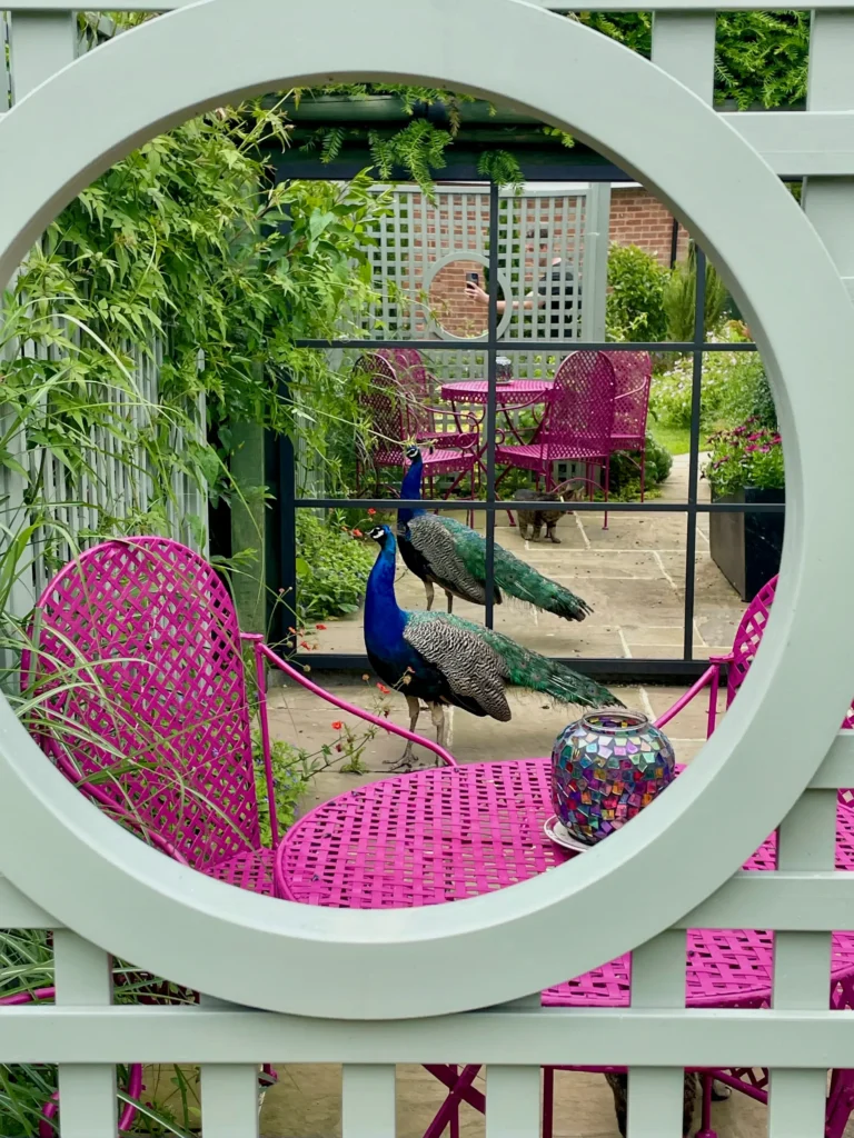 Bespoke Painted Trellis with peacock in a courtyard designed by Fiona O'Neill