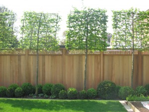 Western Red Cedar Panels