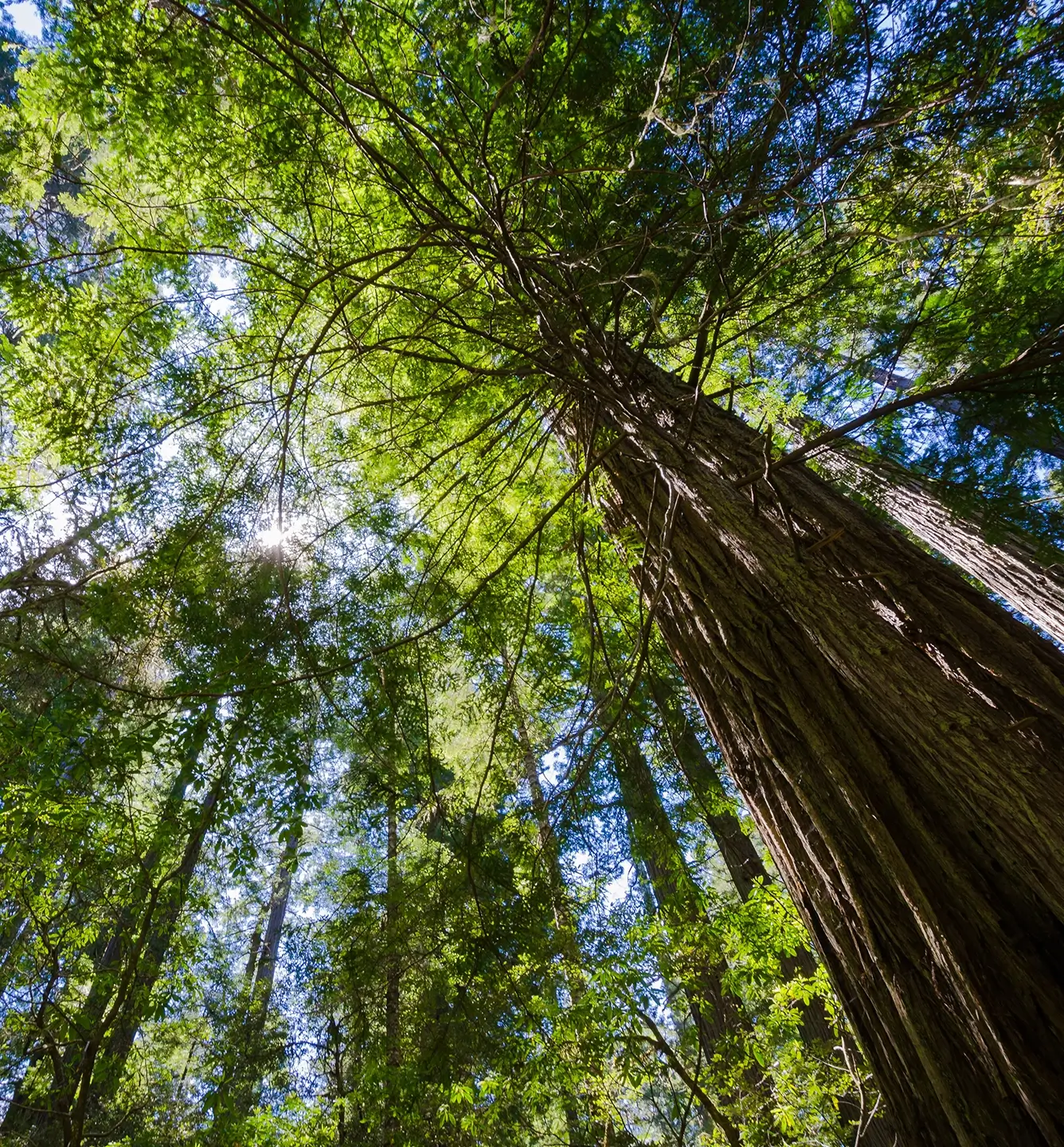 Looking up in a forest