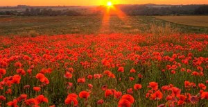 poppy field (creative commons accredited)